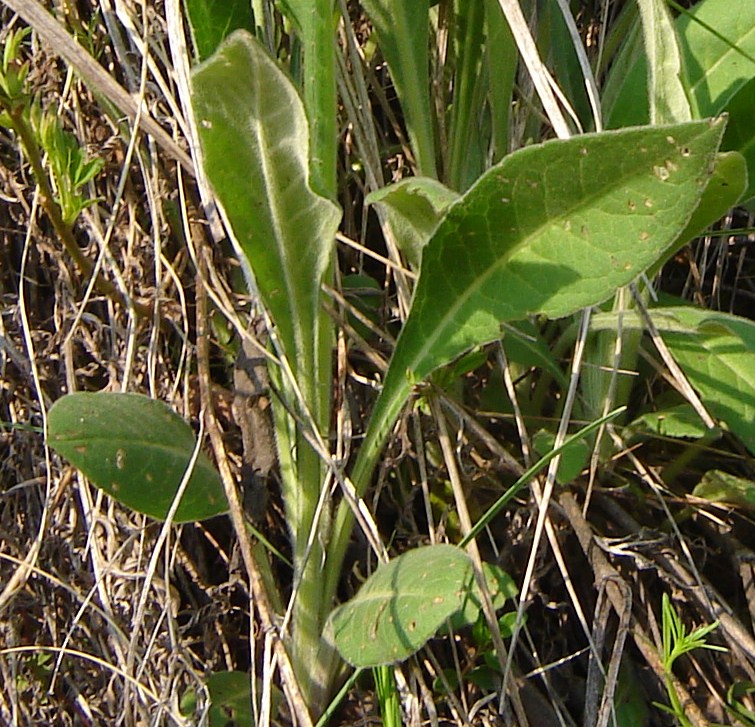 Identificazione: Verbascum?